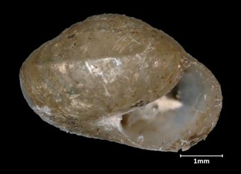 Media type: image;   Malacology 135675 Aspect: apertural